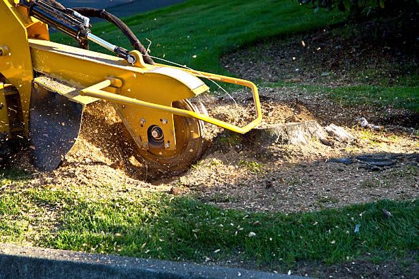 Best Fruit Tree Pruning  in Houserville, PA